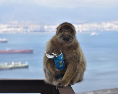 Gibraltar Monkeys Resort to Eating Soil to Combat Junk Food Effects - Gibraltar’s Monkeys Eat Mud ‘to Avoid Upset Stomachs From Tourist Junk Food’