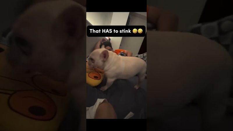 The Internet's New Favorite: Adorable Chubby Pet Sensation - He’s So Chubby Omg 😭 #shortsfeed