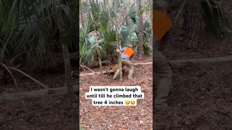 Viral Video Captures Hilarious Tree Climbing Moment - I Wasn’t Gone Laugh Till He Climbed That Tree 4 Inches 😭🤣