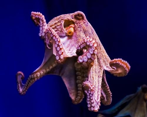 Ethical Concerns Arise Over Amputated Octopus Research - Is There Any Need For Amputee Octopuses?