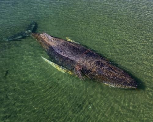 Billionaire Backers Launch Last-Ditch Rescue for Stranded Whale - Millionaires Fund Last-ditch Attempt To Save Humpback Whale Stranded In Germany