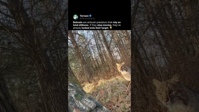 Bobcats Showcase Stealthy Hunting Behavior in Viral Clip - Pure Predator Instinct In One Video