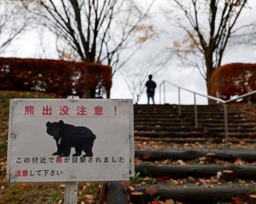 Surge in Bear Sightings in Japan Raises Public Safety Concerns - Record Bear Sightings In Japan Cause Alarm As Hibernation Ends