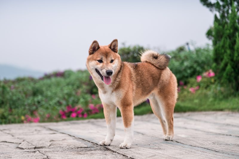 Comparing Shiba Inu and Dogecoin: A Safer Investment? - Shiba Inu Vs. Dogecoin: Which Meme Coin Is The Less Risky Bet?