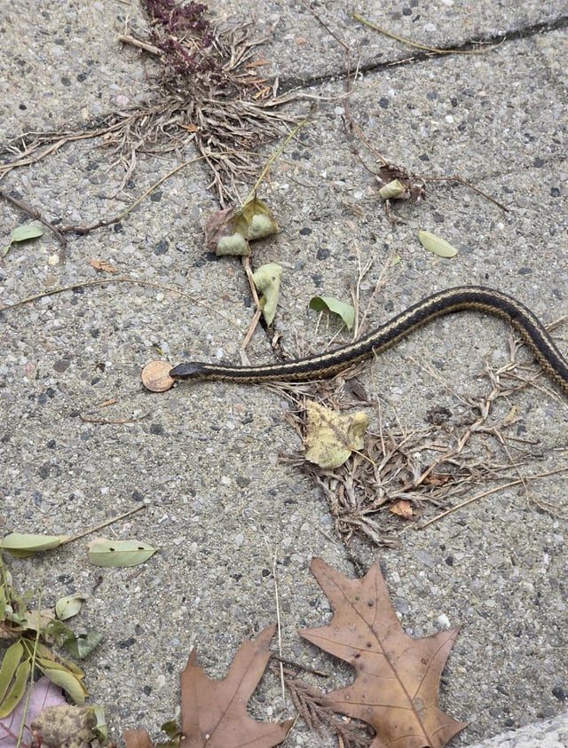 Unexpected Encounter: Snake Found with Penny Near Home - Snake Outside My Front Door Had A Penny
