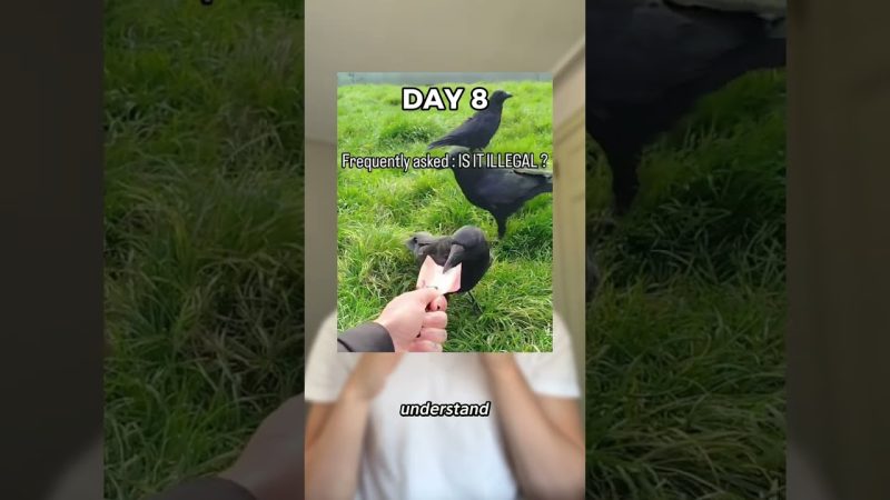 Innovative Crow Training Leads to Wealth for Influencer - Using Crows To Get Rich!