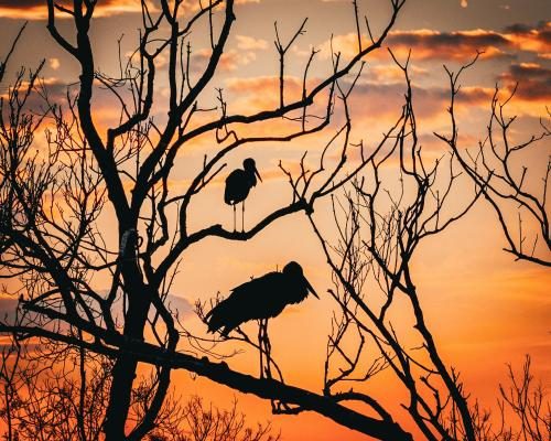 Conservation Success: Unesco Sites Foster Wildlife Resilience - Wildlife And Humans Thriving In Unesco-protected Sites