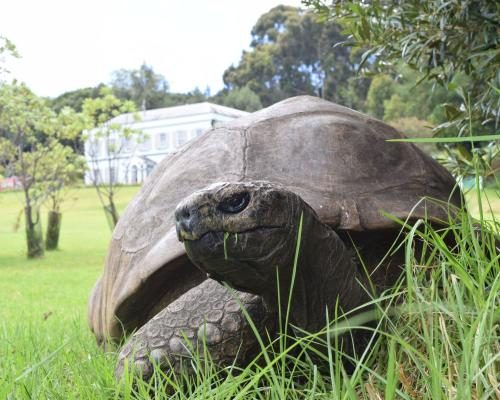 World's Oldest Tortoise Victim of Crypto Death Hoax - World’s Oldest Tortoise Caught In Viral Crypto Death Scam