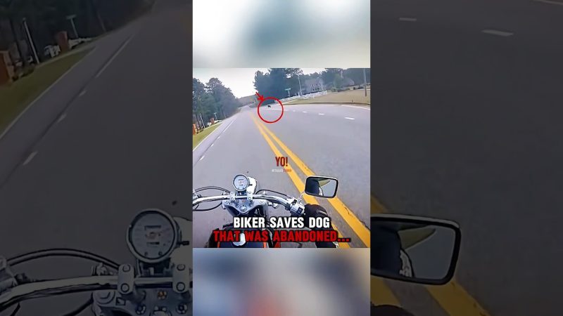 Motorcyclist Rescues Abandoned Dog on Remote Road - Biker SAVES Dog That Was ABANDONED‼️🤯 (@SouthernBiker)