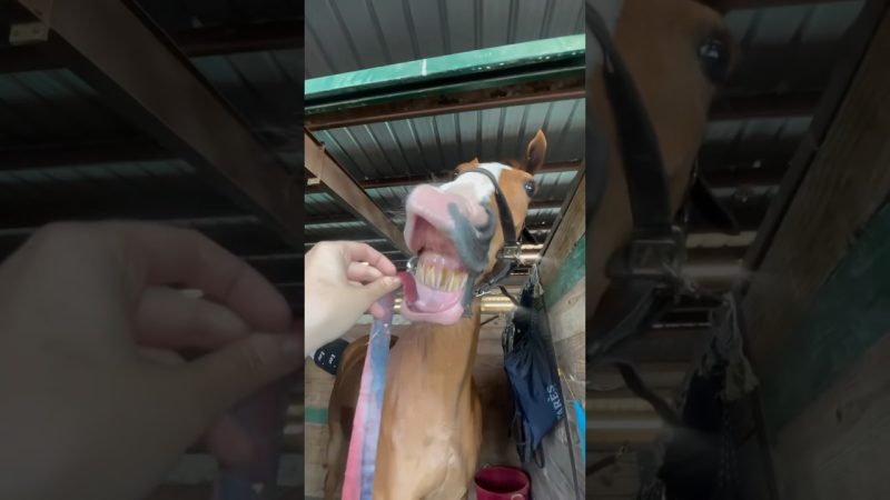 Are Fruit Snacks Safe for Horses? Vet Insights Unveiled - Can Horses Eat Fruit By The Foot? #goodtoknow #vet #medicine #funfacts #lifehacks #educational