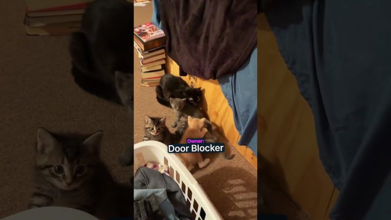 Pet Ownership Under Scrutiny: The Cost of Caring for Cats - Cat Parents Get Lectured!