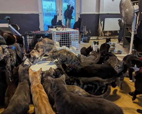 RSPCA Reports Surge in Animal Rescues Amid Crisis - Cost Of Living And Mental Health Crisis Driving Mass Animal Rescues, Says RSPCA 
