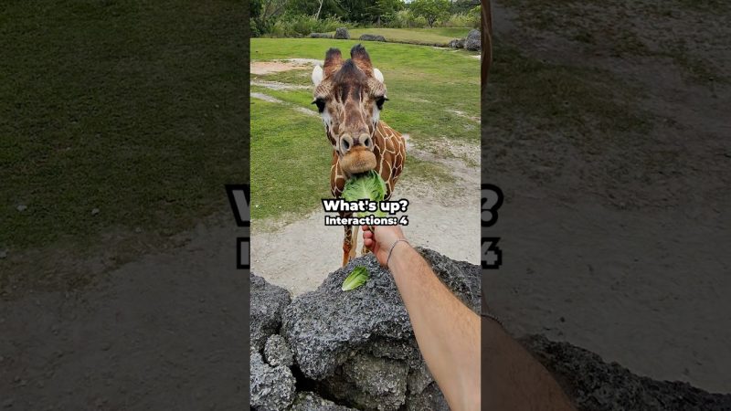 Exploring the Zoo Alone: A Personal Journey - I Went To The Zoo Alone