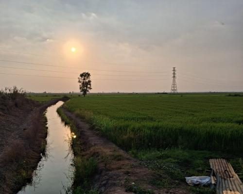 Rising Fuel Prices Devastate Thai Farmers Amid Energy Crisis - In Thailand’s Rice Paddies, Rising Petrol Prices Spell Disaster For Farmers