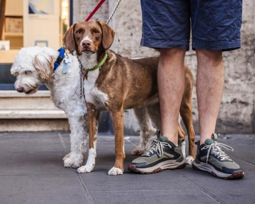 Livorno Enforces New Dog Urine Clean-Up Rules Amid Complaints - Italian City Orders Dog Owners To Wash Away Urine Or Face €500 Fine