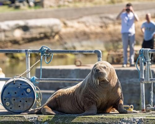 Magnus the Walrus Makes Waves in Norway After Scottish Adventure - Magnus The Wandering Walrus Leaves Scotland For Norway
