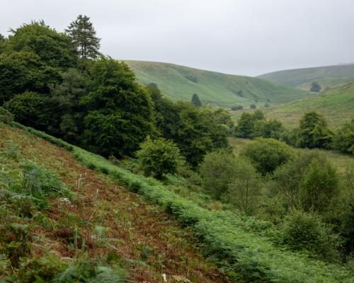 Mystery of Big Cats: Eyewitness Account from Exmoor 1982 - My Friend And I Saw A Big Cat On Exmoor In 1982