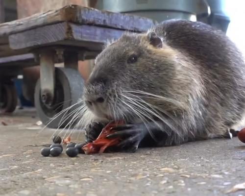 Neuty the Nutria: Beloved Pet Rodent Passes Away from Cancer - Neuty The Nutria, Viral Pet Rodent Whose Family Fought A State To Keep Him, Dies Of Cancer