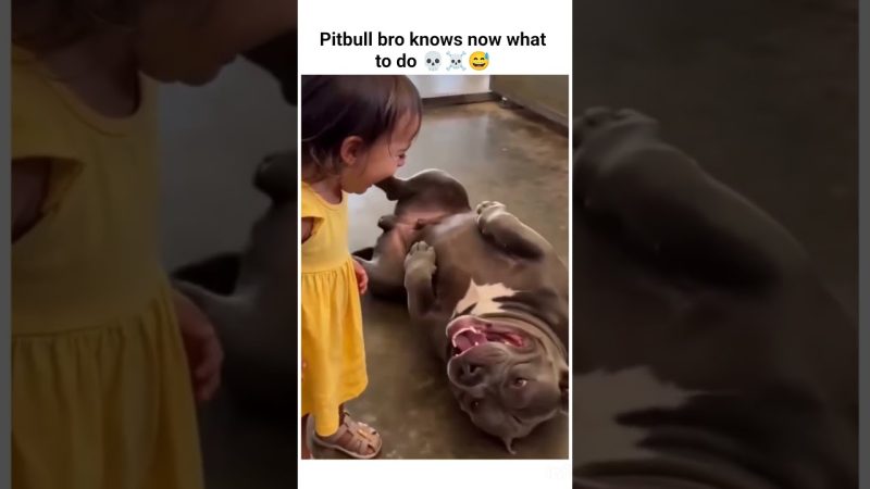 Pitbull's Viral Moment Captivates Online Community - Pitbull Bro Knows Now What To Do 😅🤣💀☠️#viral #funny #memehub #yt #shorts #shortvideo #memes #pets
