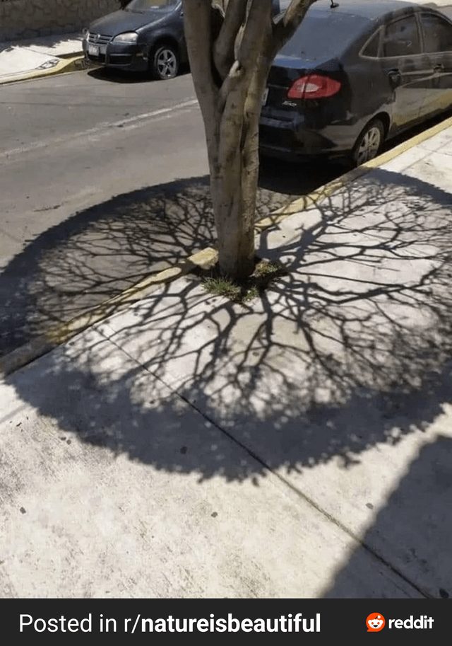 Unique Tree Shadows Create Stunning Visual Illusions - Shadow Of A Tree