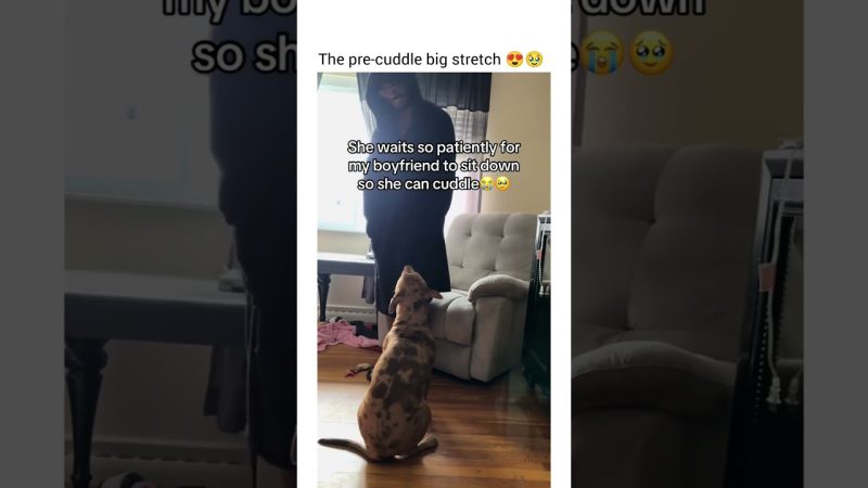 Heartwarming Moment: Pit Bull Shows Patience and Love - She Even Waited For Him To Sit Back.. Lol. Love Pit Bulls #dogshorts #dog #funny #petshub #pets