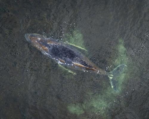 Humpback Whale's Struggle Continues on German Baltic Coast - Struggling Humpback Whale Stranded For Third Time On German Coast