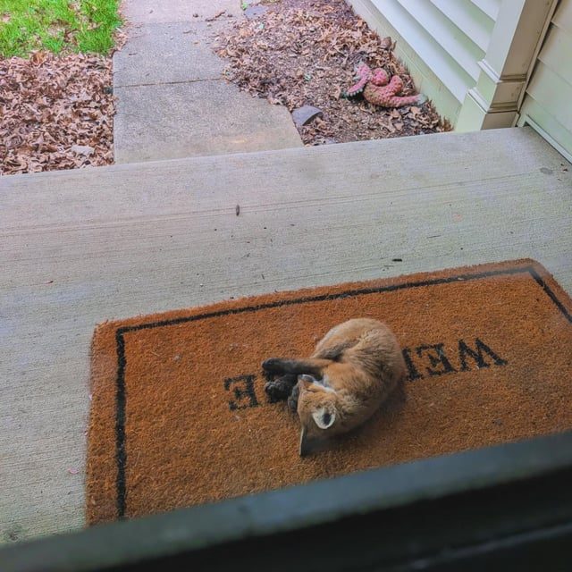 Local Residents Delight in Unexpected Fox Family Under Porch - There's A Fox Family Living Under Our Front Porch And Sometimes The Babies Take A Nap On Our Mat.