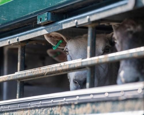 Key Concession from EU Aims to Boost UK Agricultural Deal - EU Preparing To Offer Key Concession To UK In New Post-Brexit Agricultural Deal