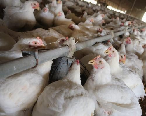 UK Officials Consider Allowing US Chlorinated Chicken Imports - UK Looked At Ways To ‘open Doors’ To US Chlorinated Chicken, FoI Request Shows