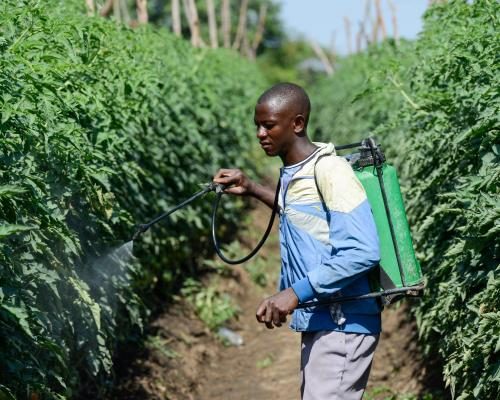 African Farmers Face Fertilizer Shortages Amid Iran Conflict - Africa Particularly Vulnerable As Iran Conflict Disrupts Supply Chains, Say Experts