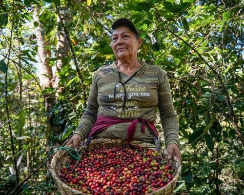 Struggles of Central America’s Coffee Growers Amid Price Falls - ‘Everyone Feels Like They Are Being Scammed’: Can Central America’s Small Coffee Growers Survive As Global Prices Fall? 