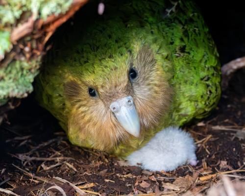 Global Fascination Grows for New Zealand's Kākāpō and Her Chicks - ‘My Lovely Distraction’: Live Stream Of Kākāpō – World’s Fattest Parrot – And Her Chicks Captivates New Zealand