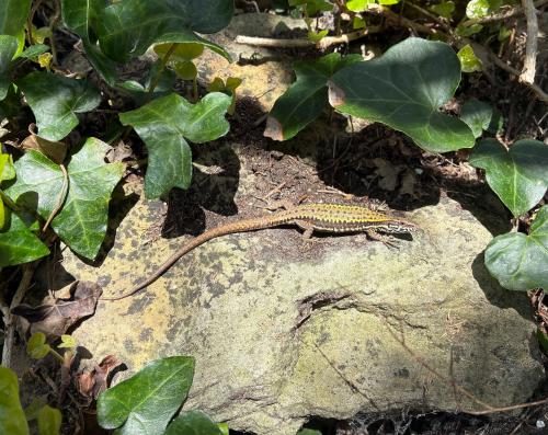 Easter Tranquility at the Isle of Wight's Ventnor Undercliff - Country Diary: A Skittering, Scampering Taste Of The Mediterranean