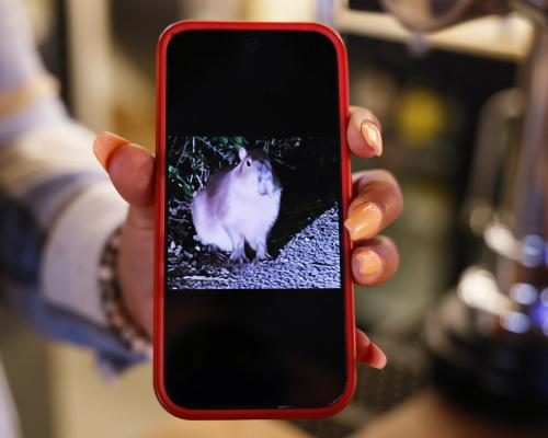 Samba the Capybara Sparks Nationwide Search Effort - ‘It Was Bonkers’: Samba The Runaway Capybara Inspires A Wild Rodent Hunt