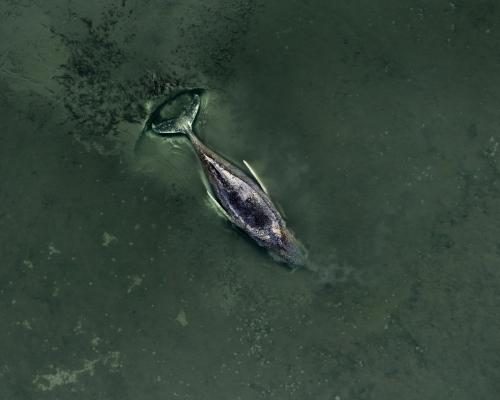 Stranded Humpback Whale Captivates Germany Amid Controversy - ‘We Are Totally Out Of Our Depth’: Experts Say Whale Stranded In Baltic Is Beyond Saving