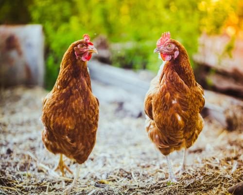 UK Faces Pressure on Chlorinated Chicken Imports Amid Safety Concerns - Chlorinated Chicken With A Side Of Safety Warnings