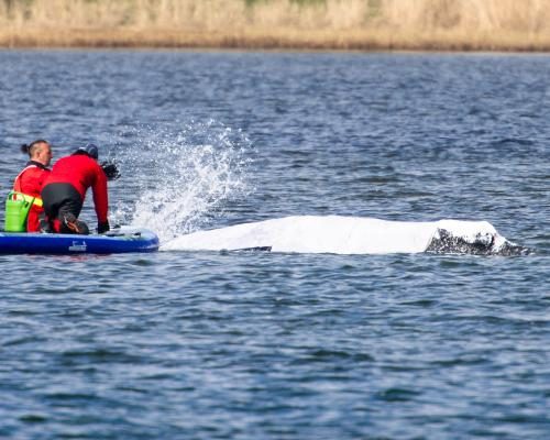Plan to Tow Stranded Humpback Whale Timmy Gains Momentum - Final Steps Taken Before Audacious Plan To Tow Whale Stranded In Germany To North Sea