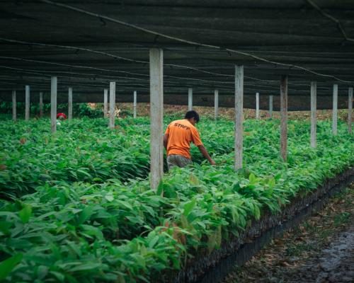Bolivia's Cacao Farmers Defend Land from Gold Mining Threats - How Bolivia’s Cacao Farmers Took On The Gold Mining Industry – And Won