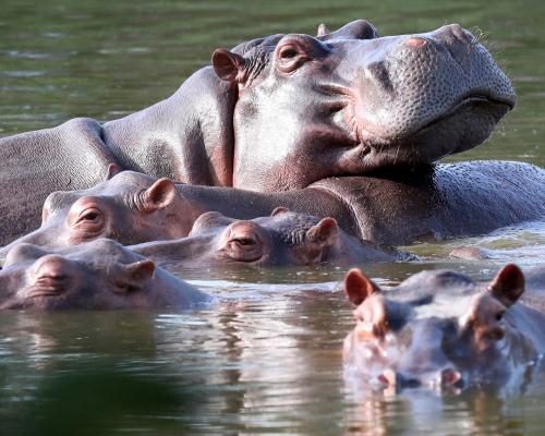 Complete Guide to Indian Billionaire’s Son Offers To House Pablo Escobar’s Hippos At His Private Zoo