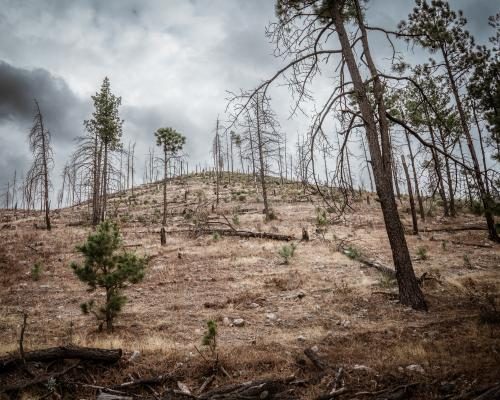 Cartels Threaten Mexico's Ancient Forests Amid Violence - Logging, Murder And Money: Can Mexico’s Ancient Forests Be Saved From The Cartels?