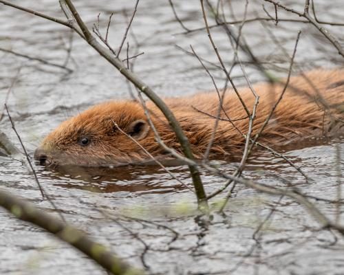 Leicestershire Council Approves Beaver Release Amid Controversy - Reform UK Council Backs Release Of Beavers Amid Party Row Over Rewilding