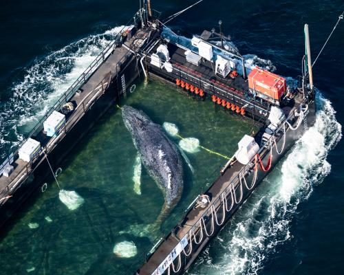 Timmy Whale Rescue Faces Scrutiny as Tracker Fails - Rescue Of Timmy The Whale ‘an All-round Catastrophe’ After Tracker Failure