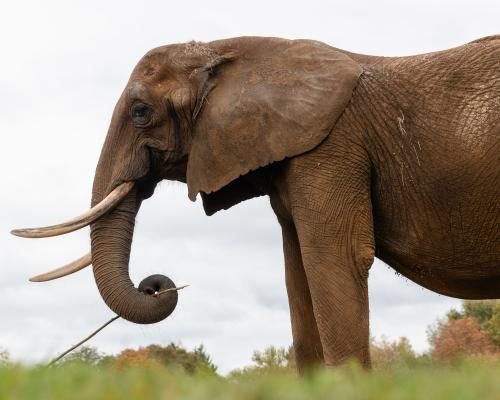 Portugal Sanctuary Opens New Chapter for Captive Elephants - Rewilding Giants: Captive Elephants Rehomed In Europe’s First Sanctuary
