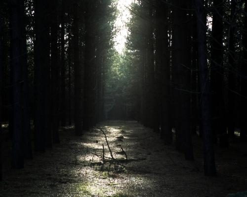 Rendlesham Forest Incident: A Deep Dive into UFO Evidence - The Rendlesham Forest Mystery: ‘It’s The Perfect Storm Of A UFO Case’