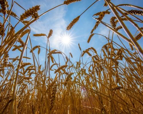 UN Report Highlights Threat to Global Food Systems from Heatwaves - World Food Systems ‘pushed To The Brink’ By Extreme Heat, UN Warns